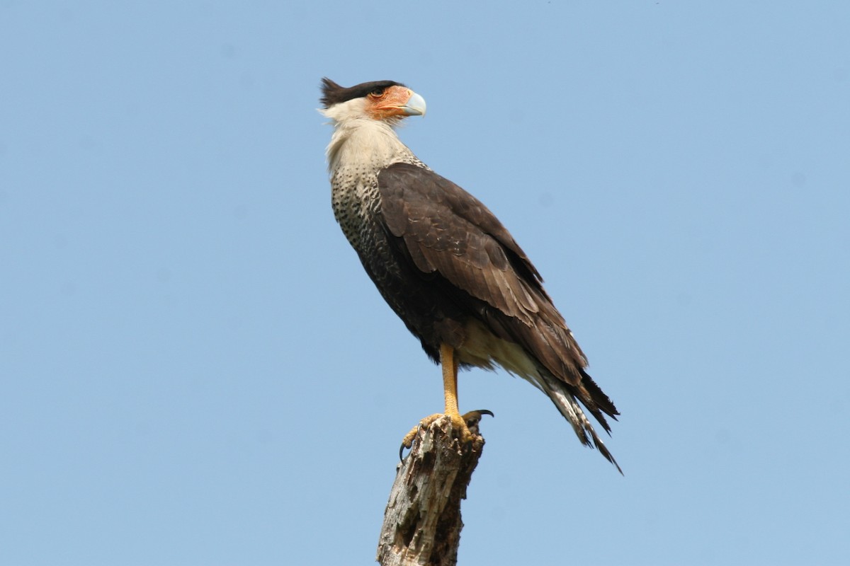 Crested Caracara (Northern) - Ron Sempier
