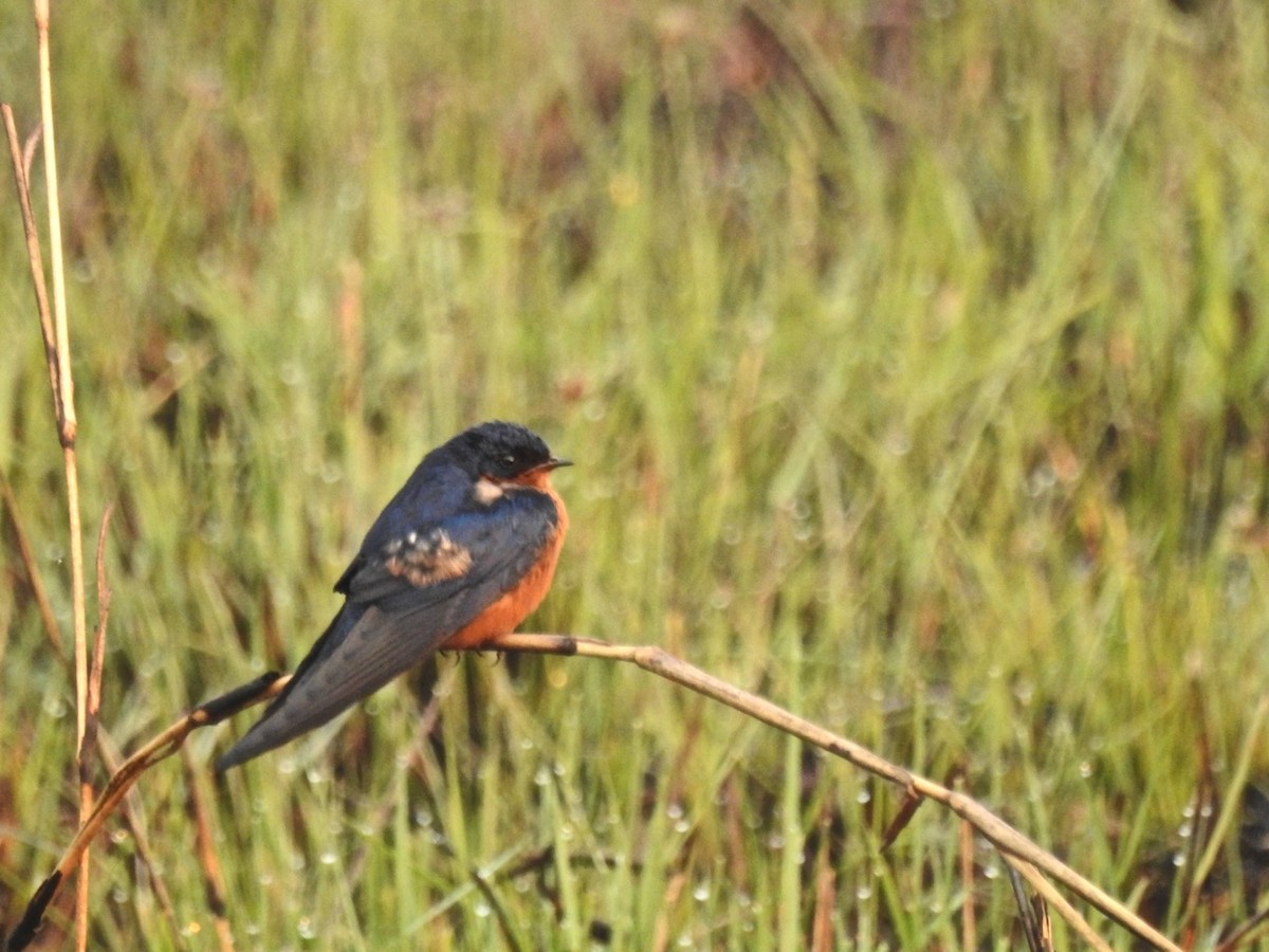 Black-and-rufous Swallow - ML258860621