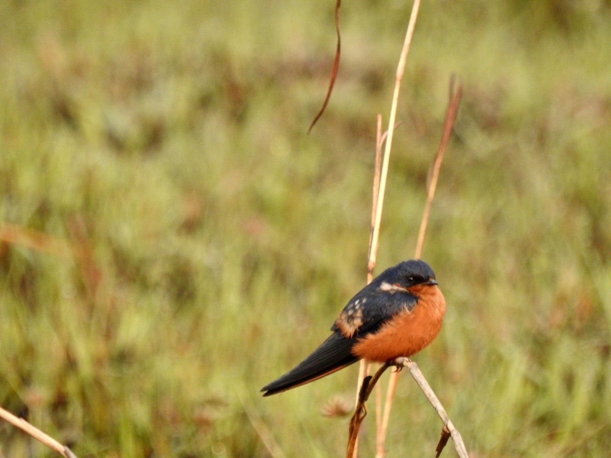 Black-and-rufous Swallow - ML258860631