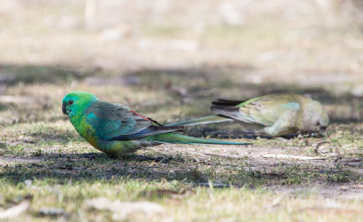 Red-rumped Parrot - ML258862931