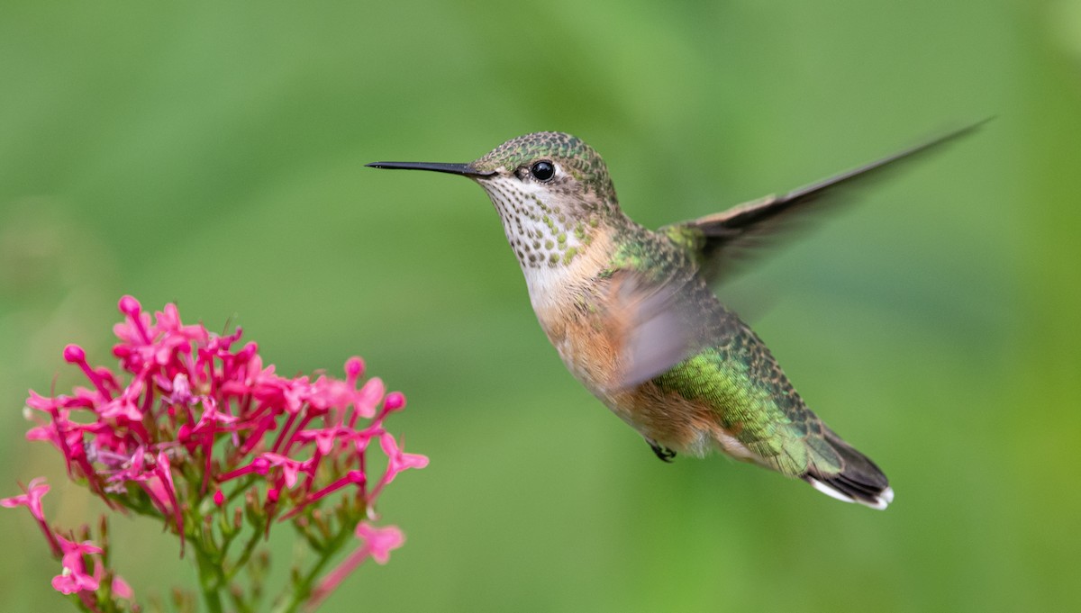 Calliope Hummingbird - Mason Maron