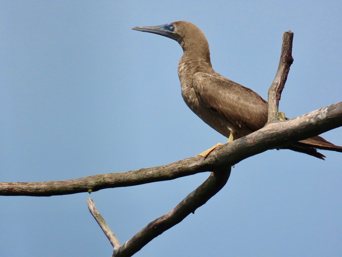 Brown Booby - ML258865791