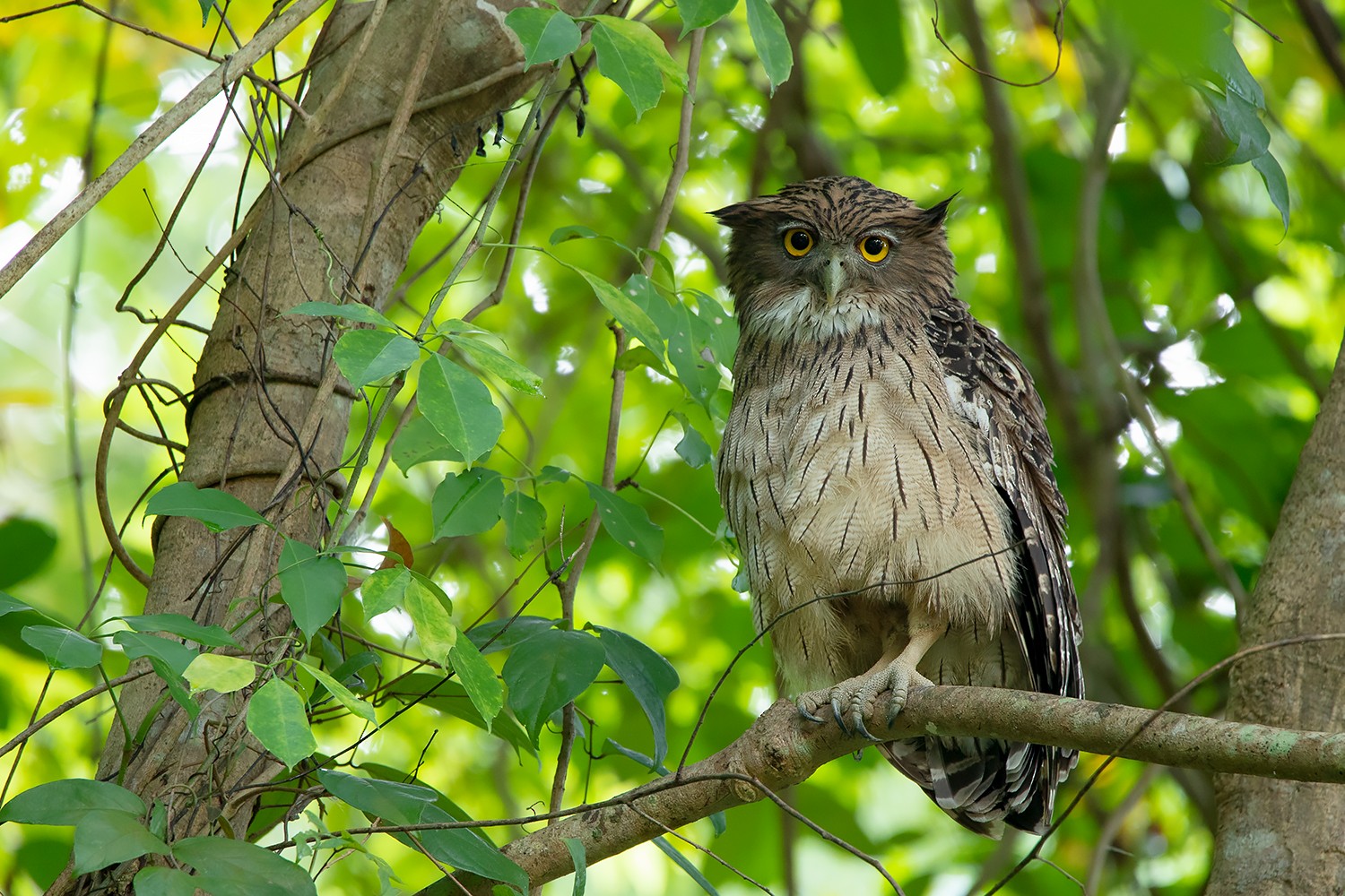 Brown Fish Owl