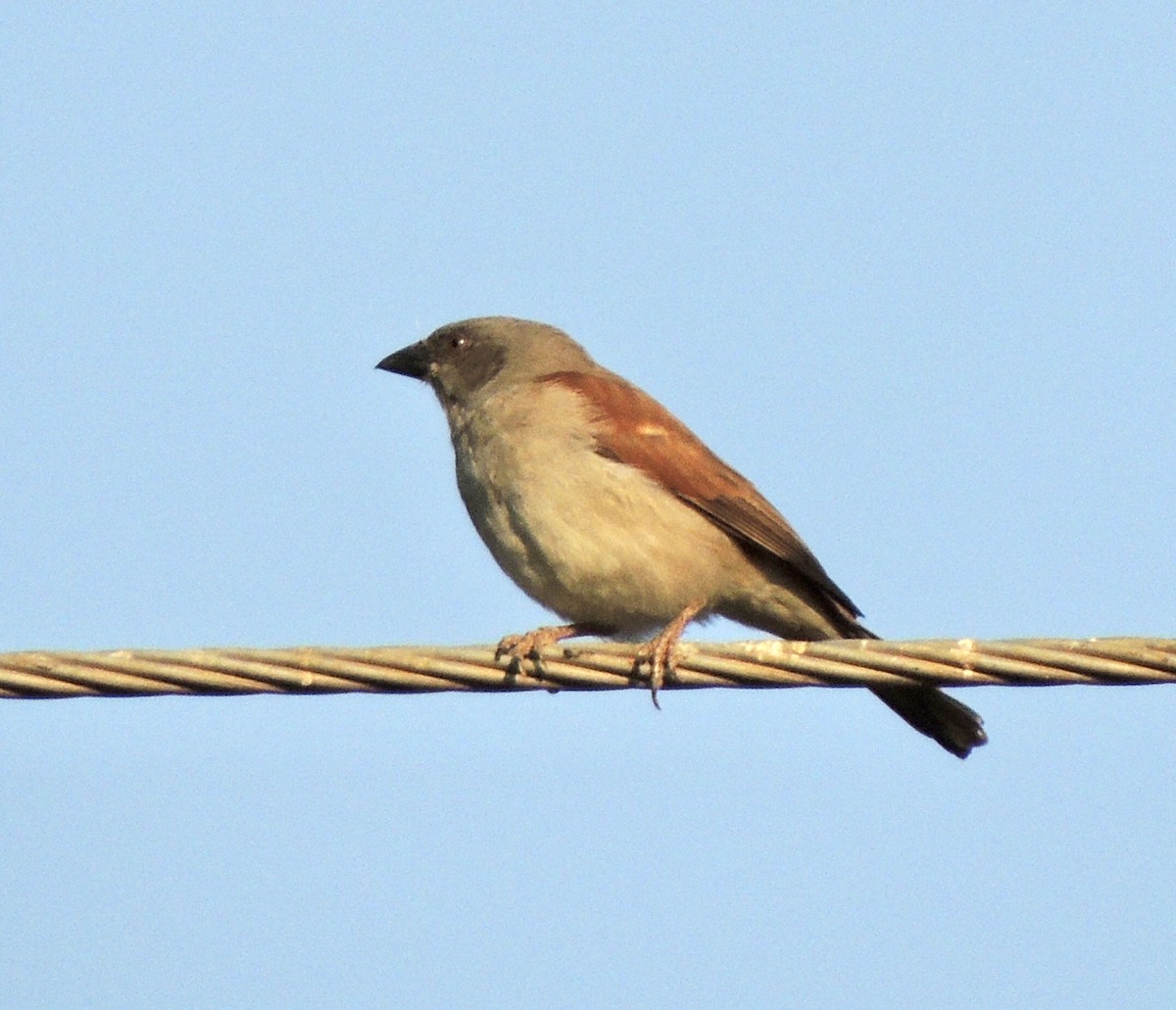 Southern Gray-headed Sparrow - ML258871411