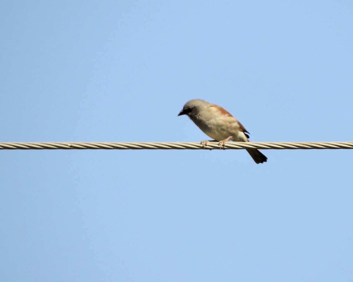 Southern Gray-headed Sparrow - ML258871421