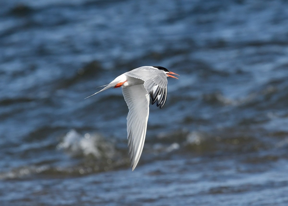 Common Tern - Gary Chapin