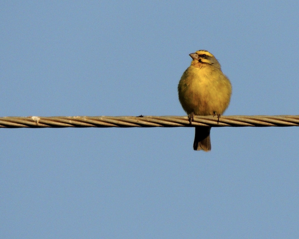 Yellow-fronted Canary - ML258871491