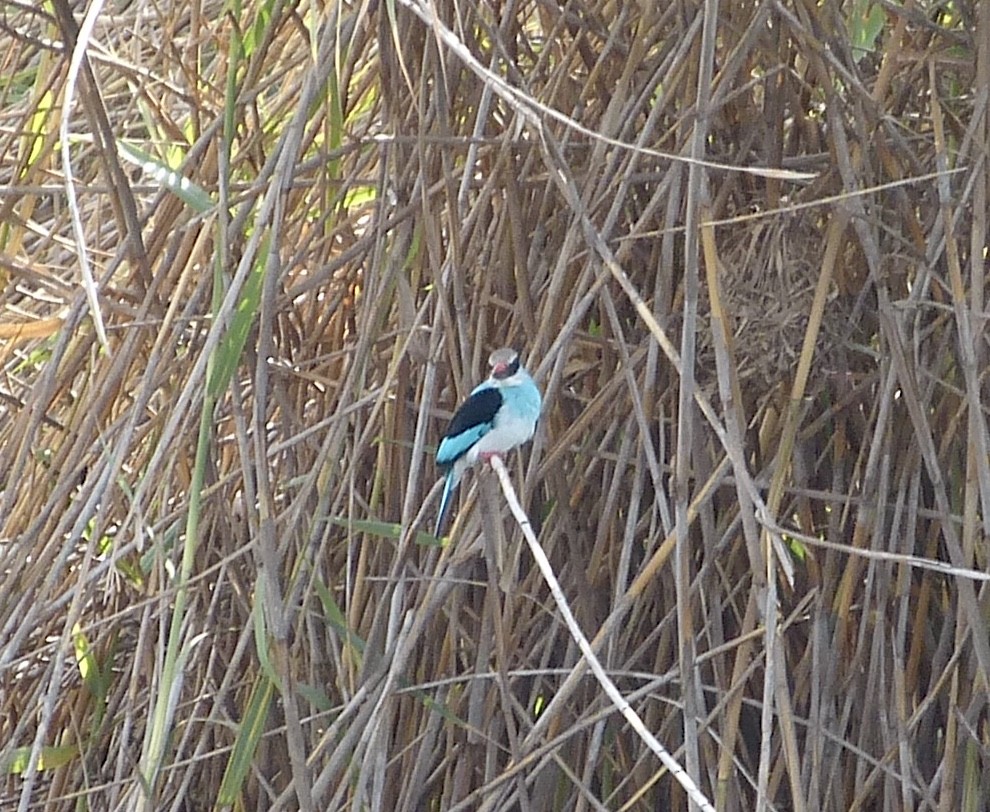 Blue-breasted Kingfisher - Jean-Paul Boerekamps