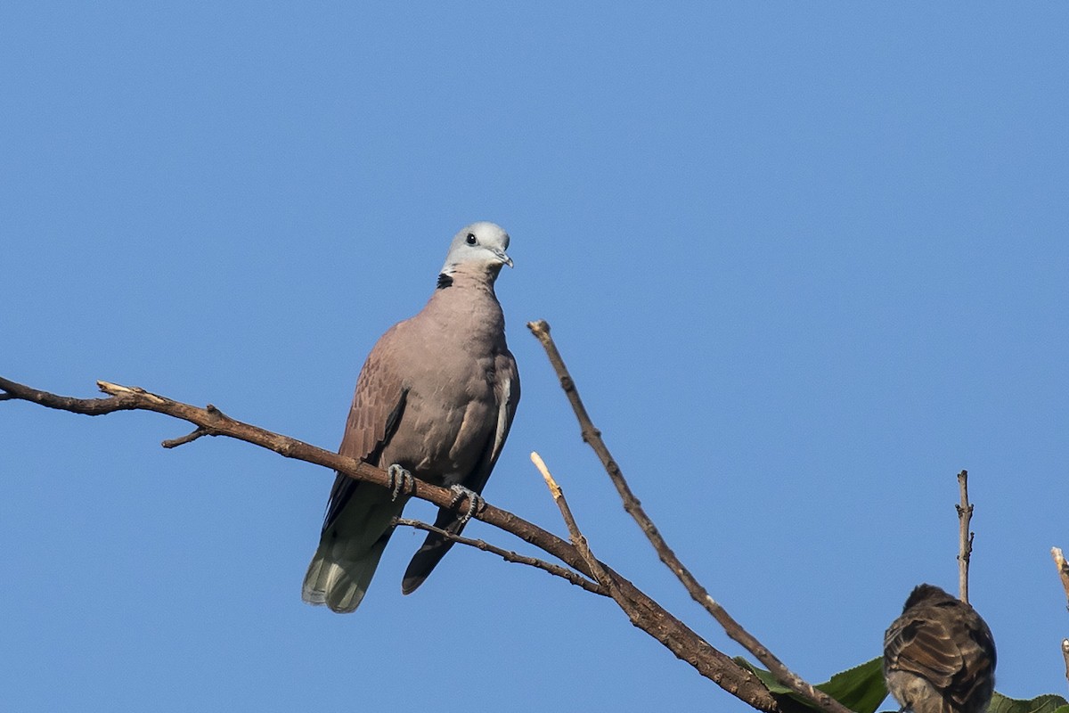 Red Collared-Dove - ML258872621