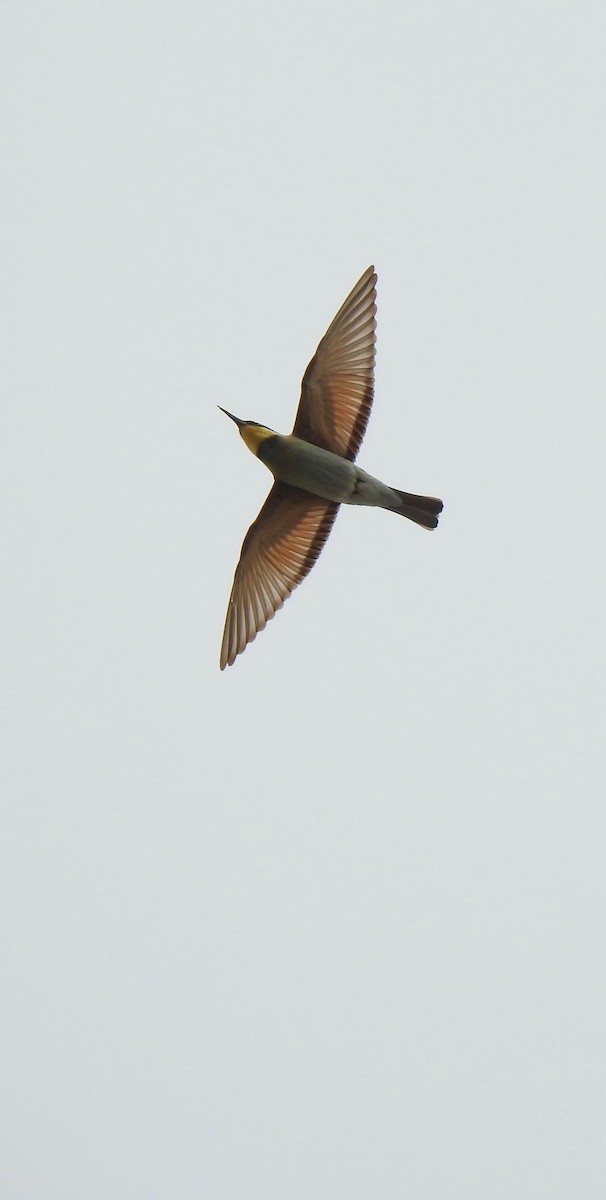 European Bee-eater - ML258872911