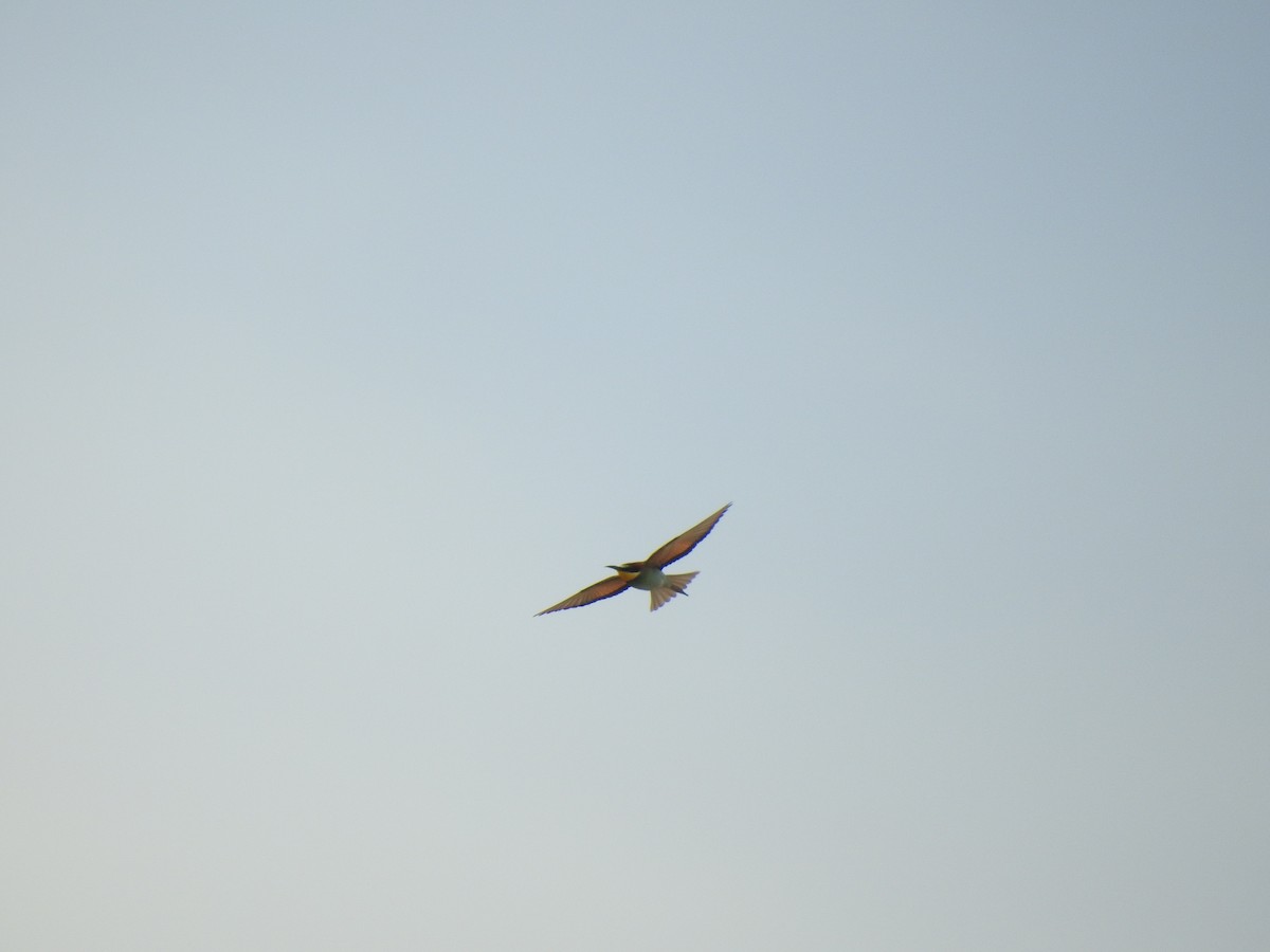 European Bee-eater - ML258872951
