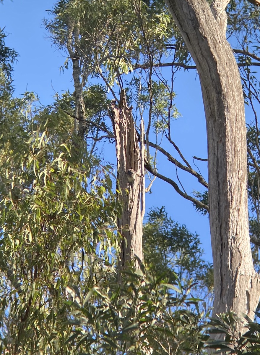 Australian Owlet-nightjar - Andrew Naumann
