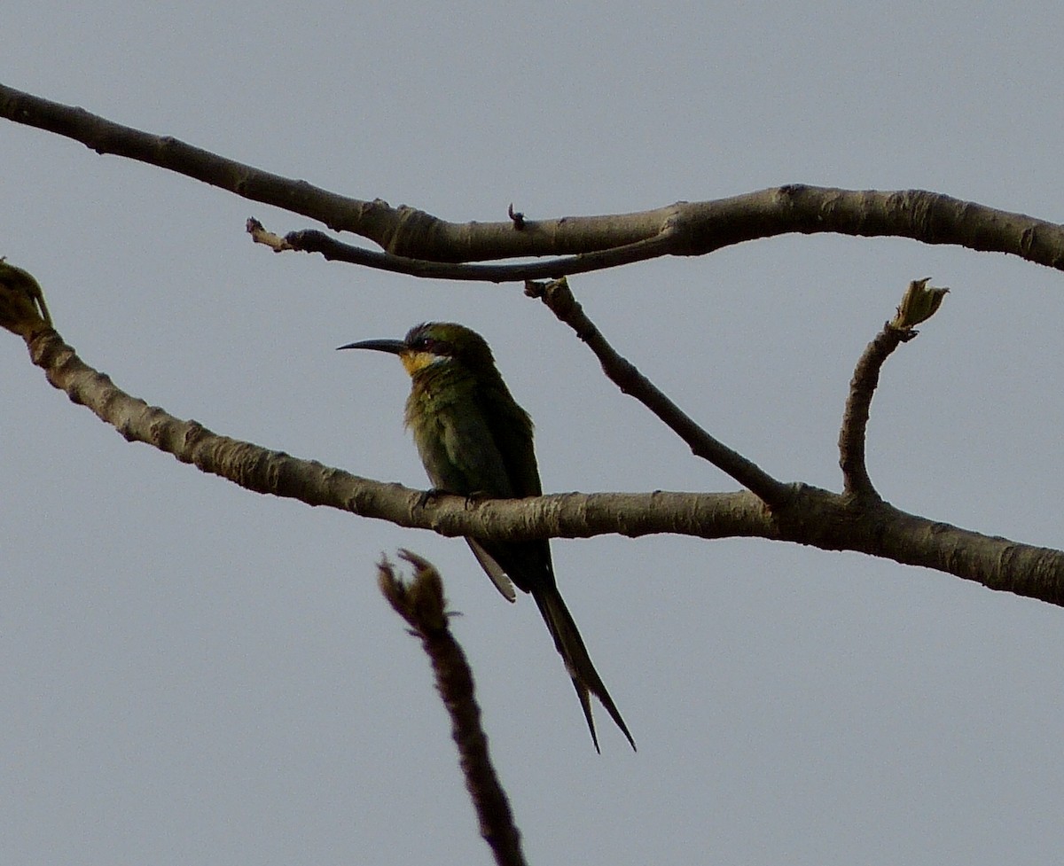 Swallow-tailed Bee-eater - ML258876981