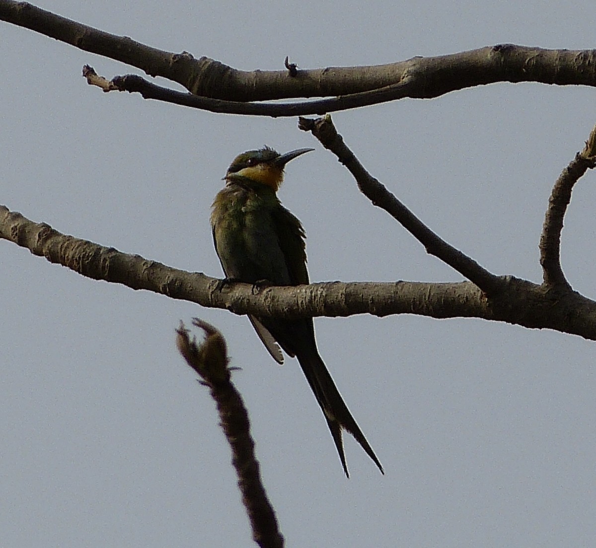 Swallow-tailed Bee-eater - Jean-Paul Boerekamps