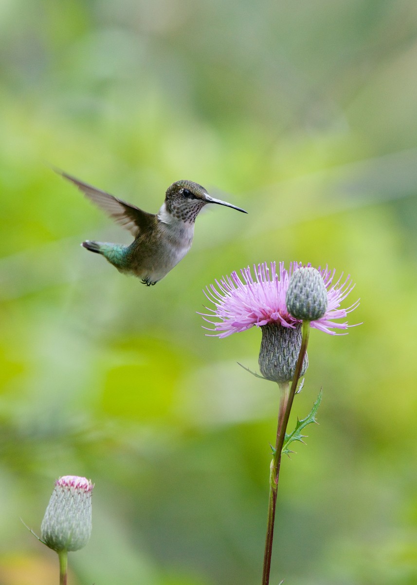 Ruby-throated Hummingbird - Jon Cefus