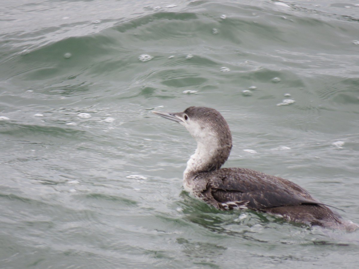 Red-throated Loon - ML25887961