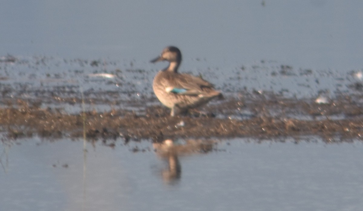 Green-winged Teal - ML258879831