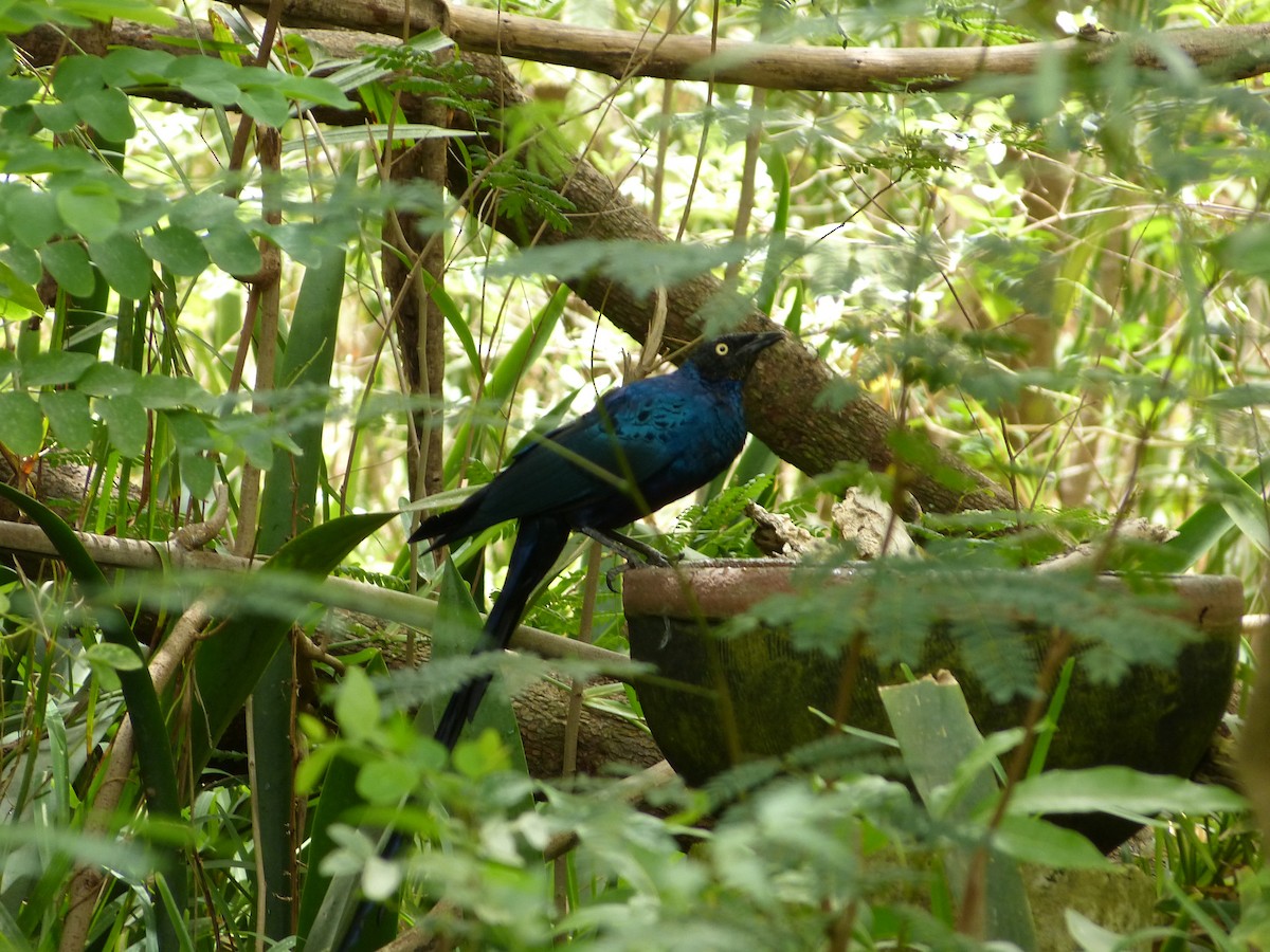 Long-tailed Glossy Starling - ML258880571