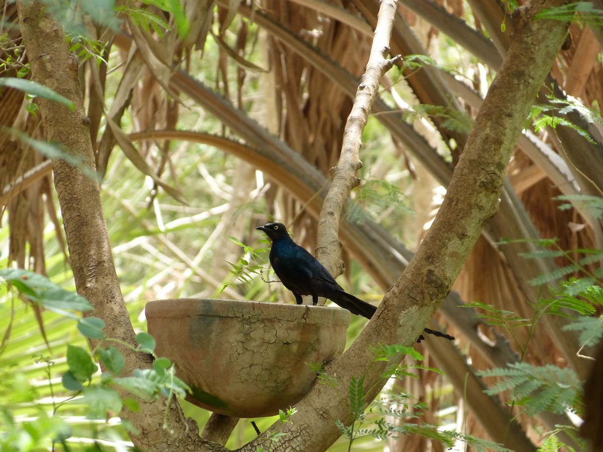 Long-tailed Glossy Starling - ML258880581