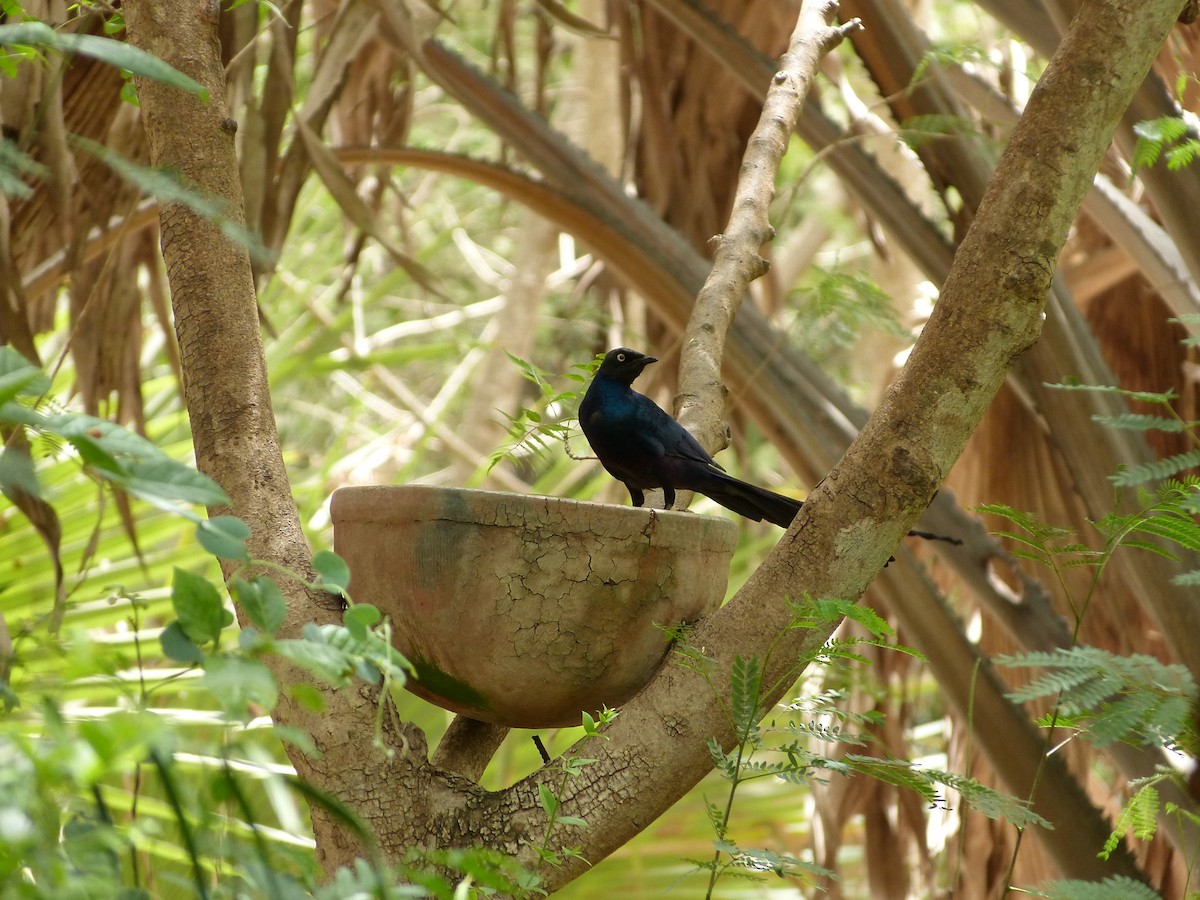 Long-tailed Glossy Starling - ML258880591