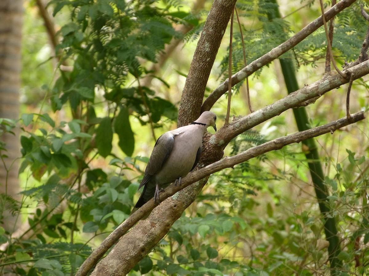 Red-eyed Dove - ML258880991