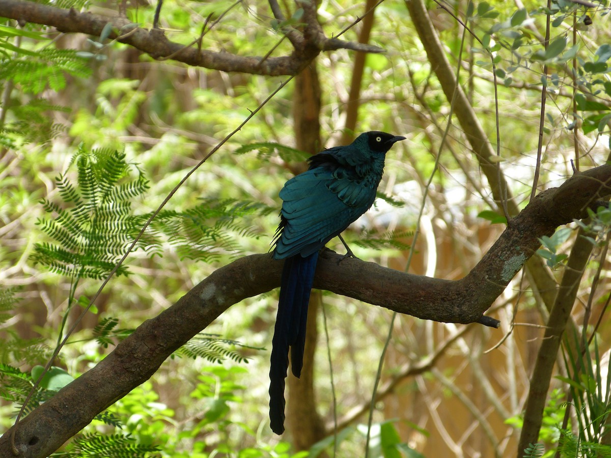 Long-tailed Glossy Starling - ML258881581