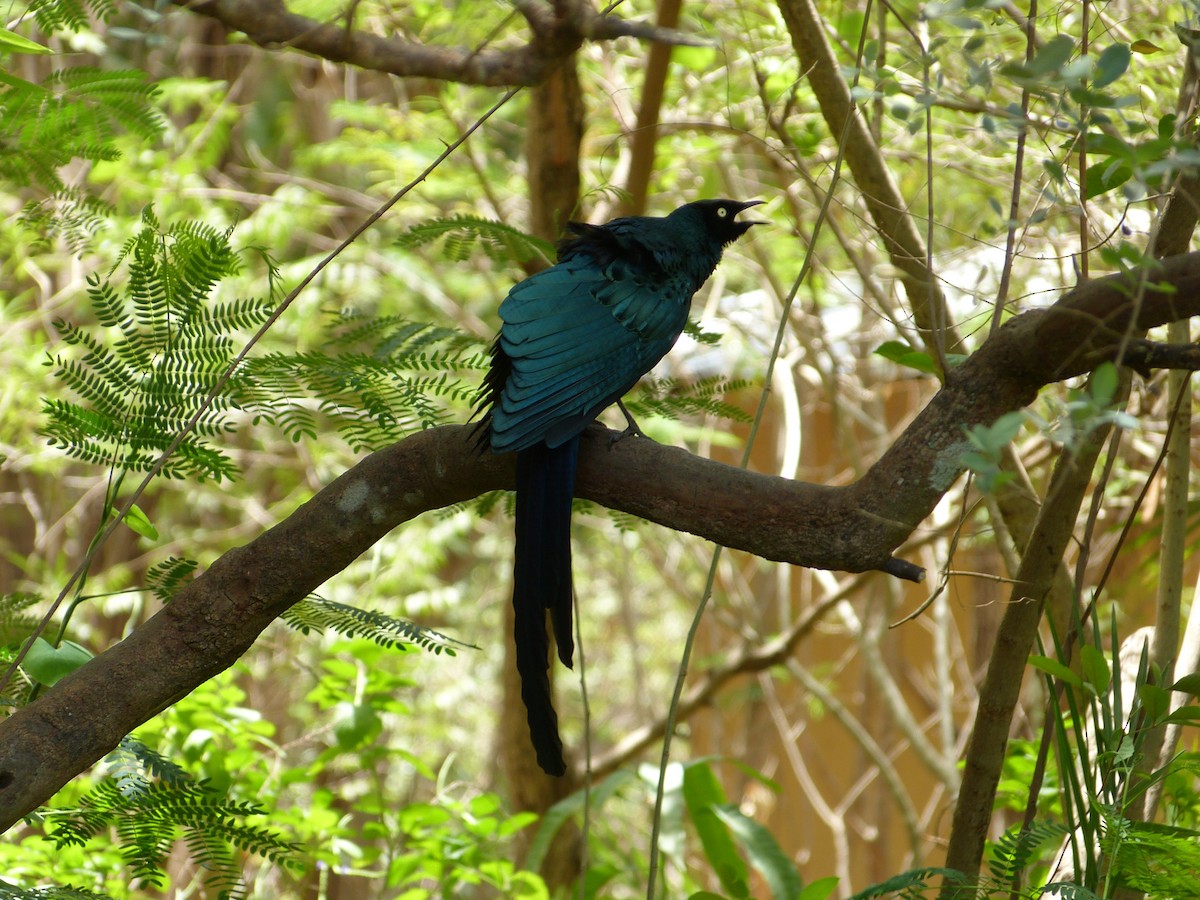Long-tailed Glossy Starling - ML258881591