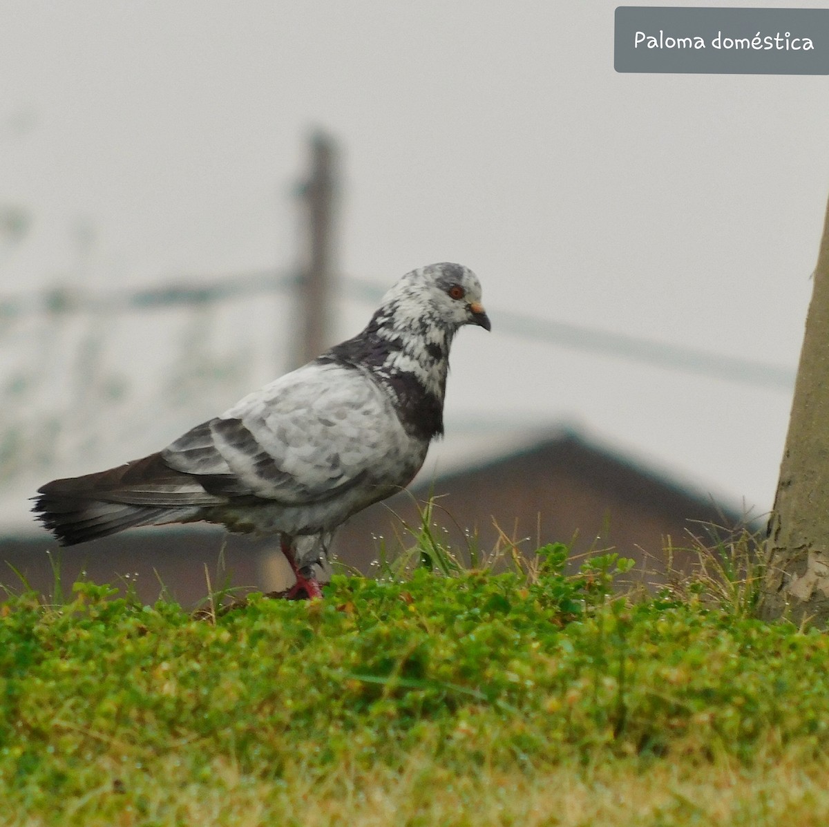 Rock Pigeon (Feral Pigeon) - Pablo Bruni