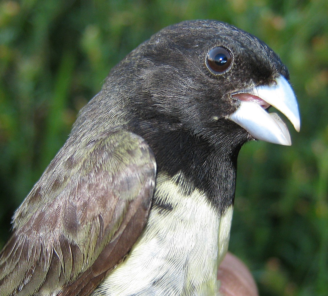 Yellow-bellied Seedeater - ML258888201