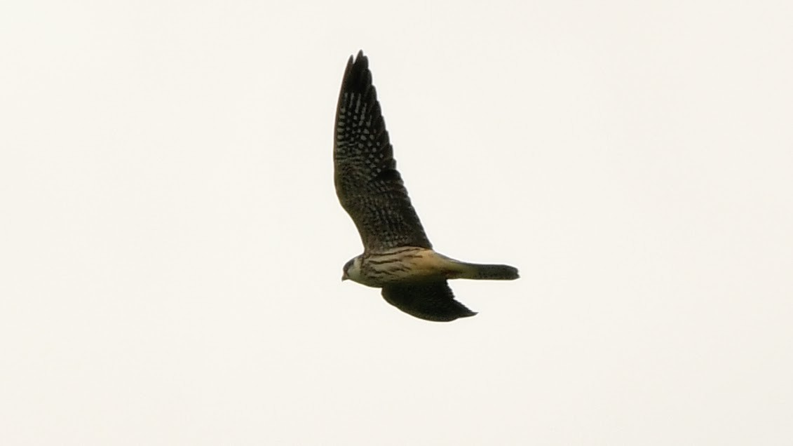Red-footed Falcon - ML258890151