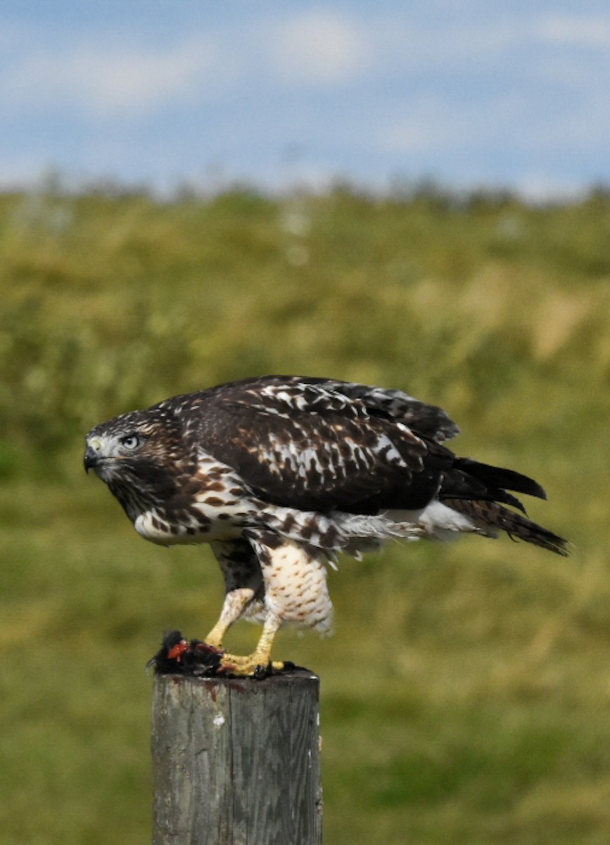 Red-tailed Hawk - ML258890251