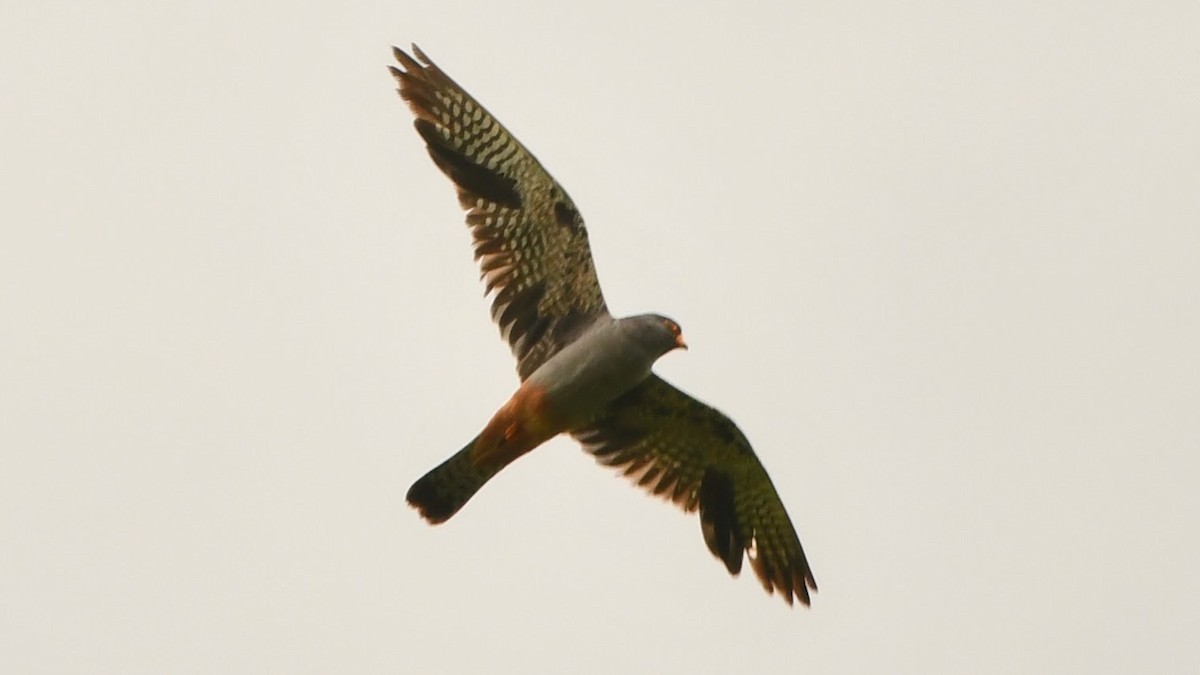 Red-footed Falcon - ML258890311