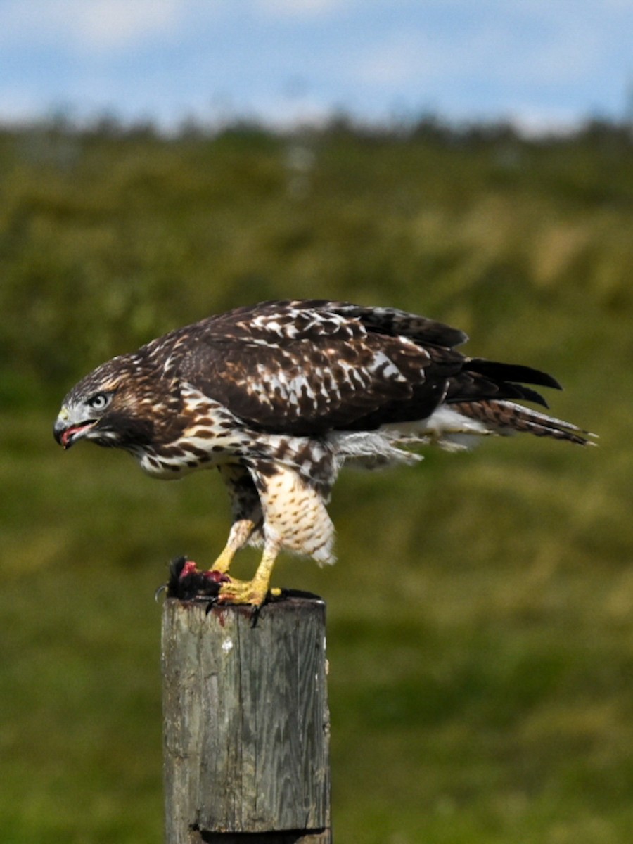 Red-tailed Hawk - ML258890331