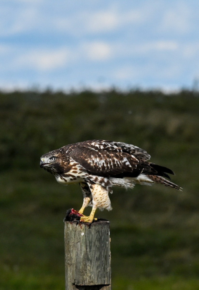 Red-tailed Hawk - ML258890341