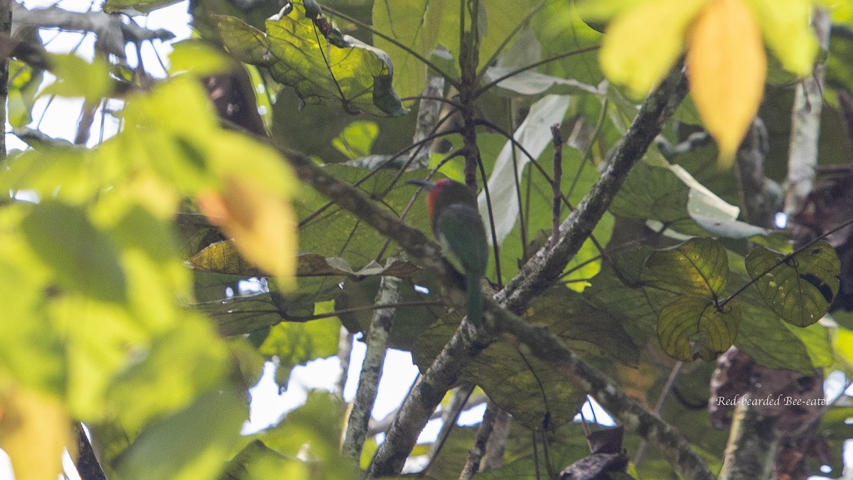 Red-bearded Bee-eater - Charmain Ang