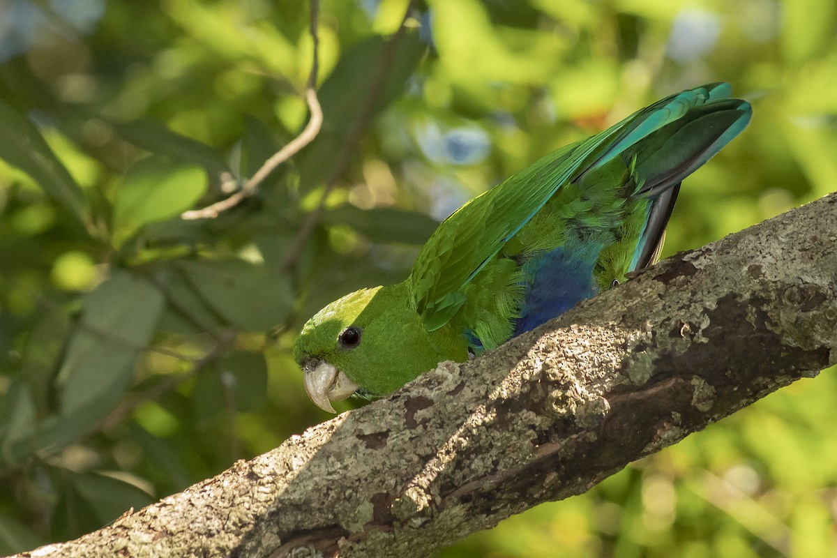 Blue-bellied Parrot - ML258894241