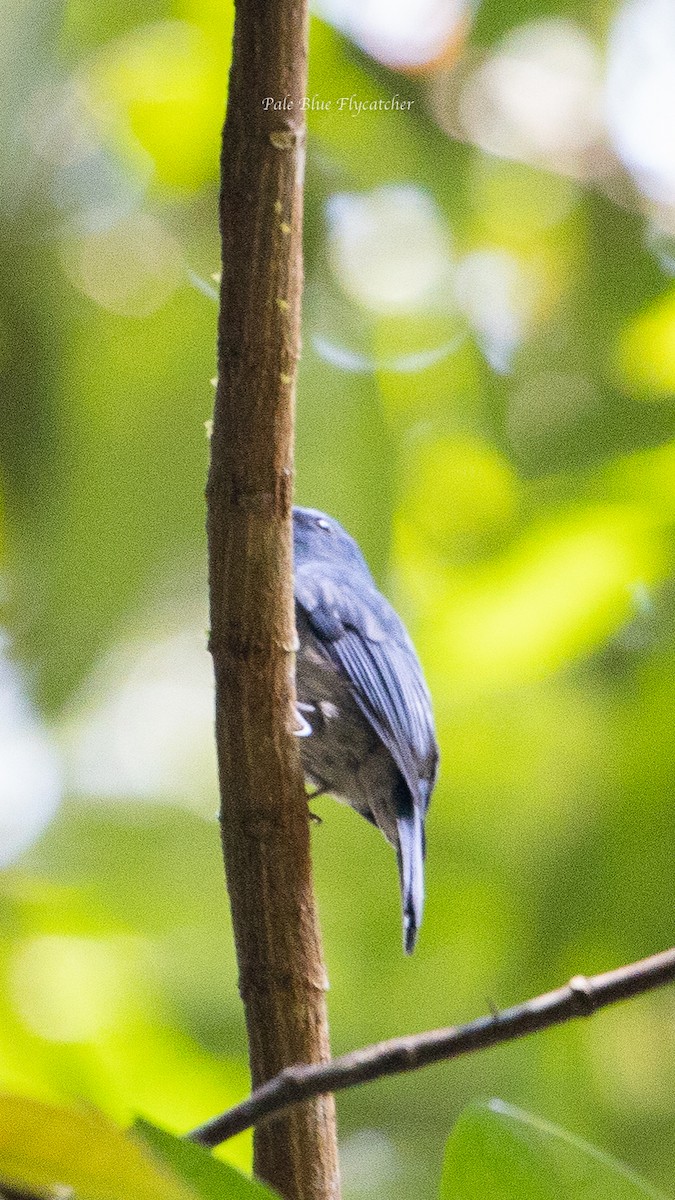 Pale Blue Flycatcher - Charmain Ang