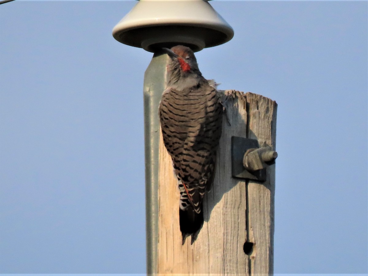 Northern Flicker (Red-shafted) - ML258897991