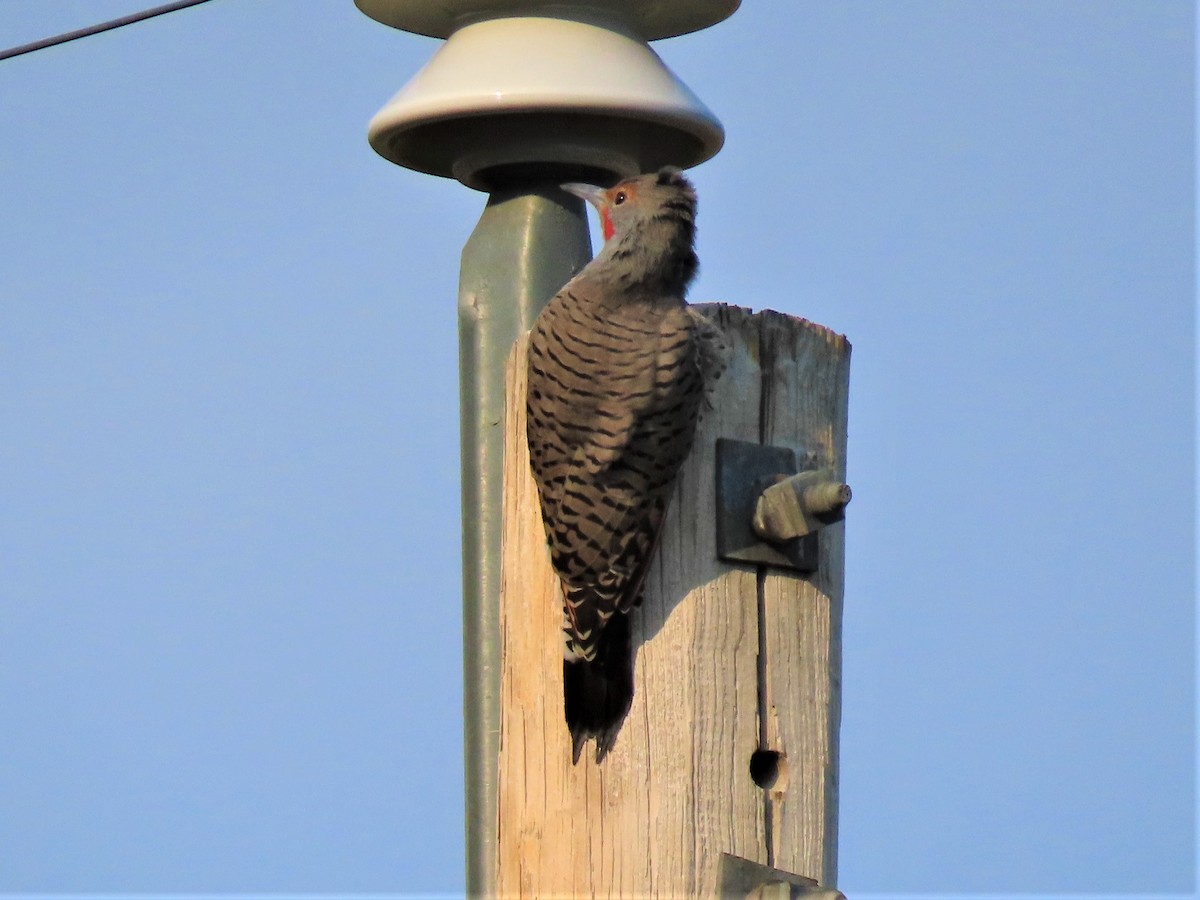 Northern Flicker (Red-shafted) - ML258898001