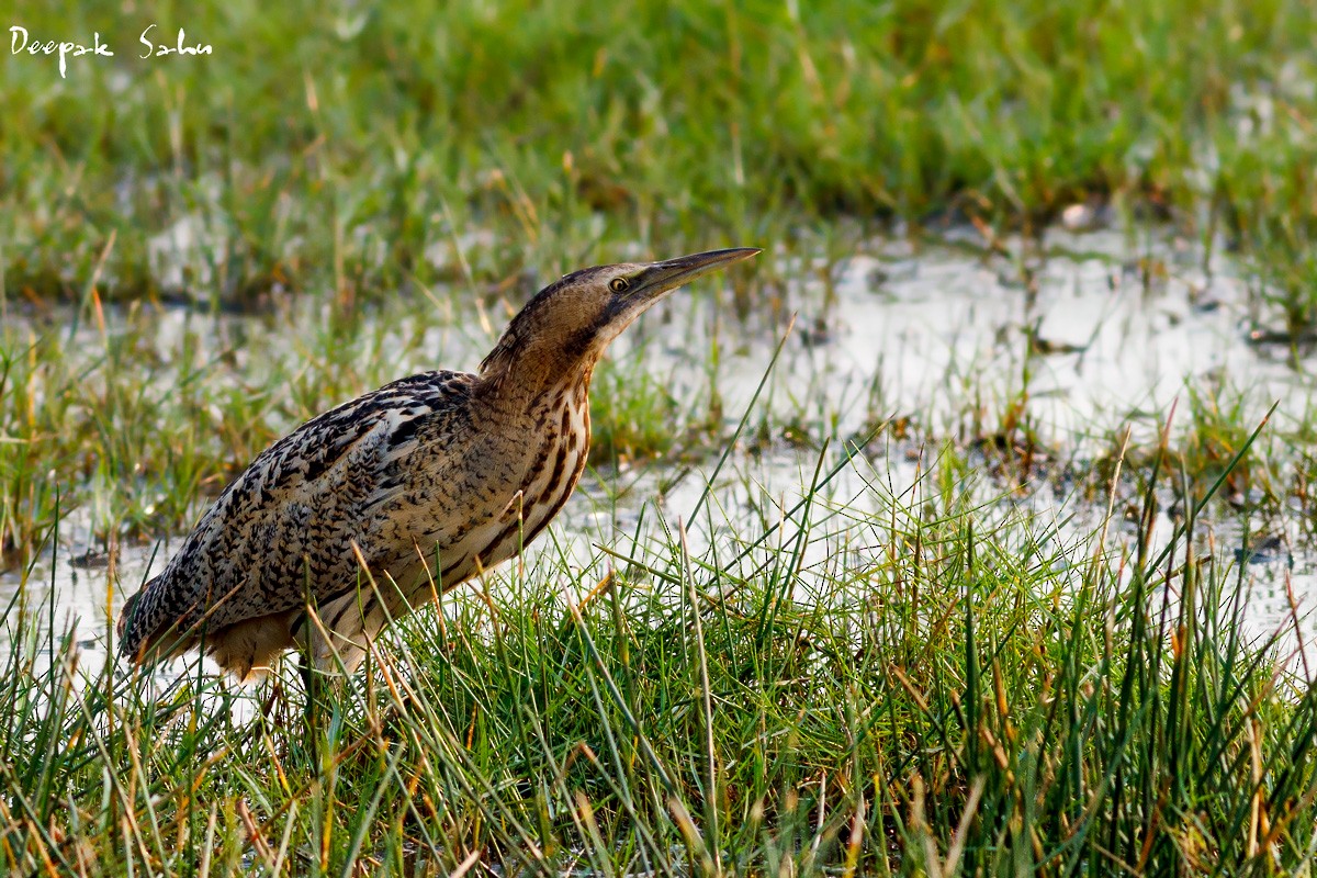 Great Bittern - Deepak Sahu