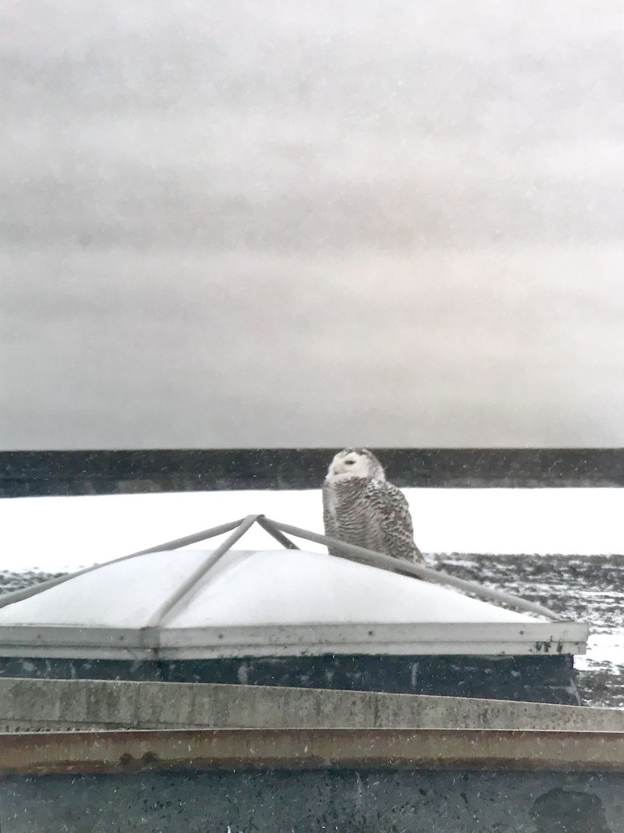 Snowy Owl - Gabriel Willow