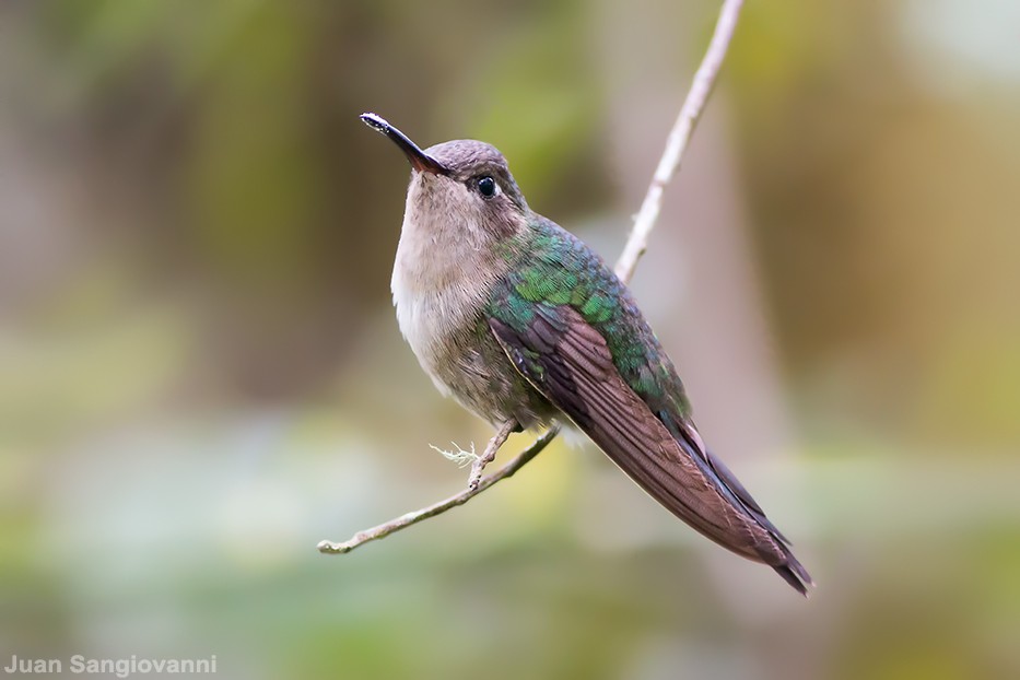 kolibřík haitský - ML25890501