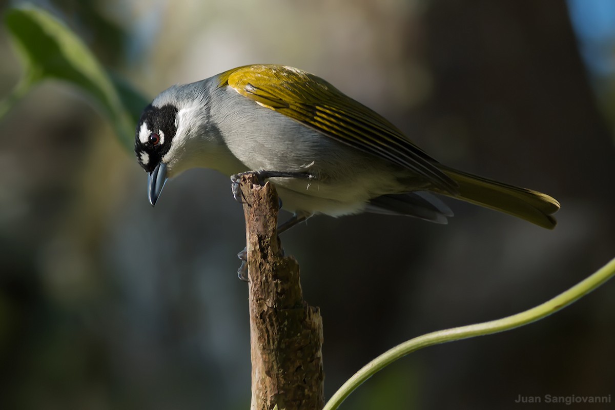 Black-crowned Palm-Tanager - ML25890651