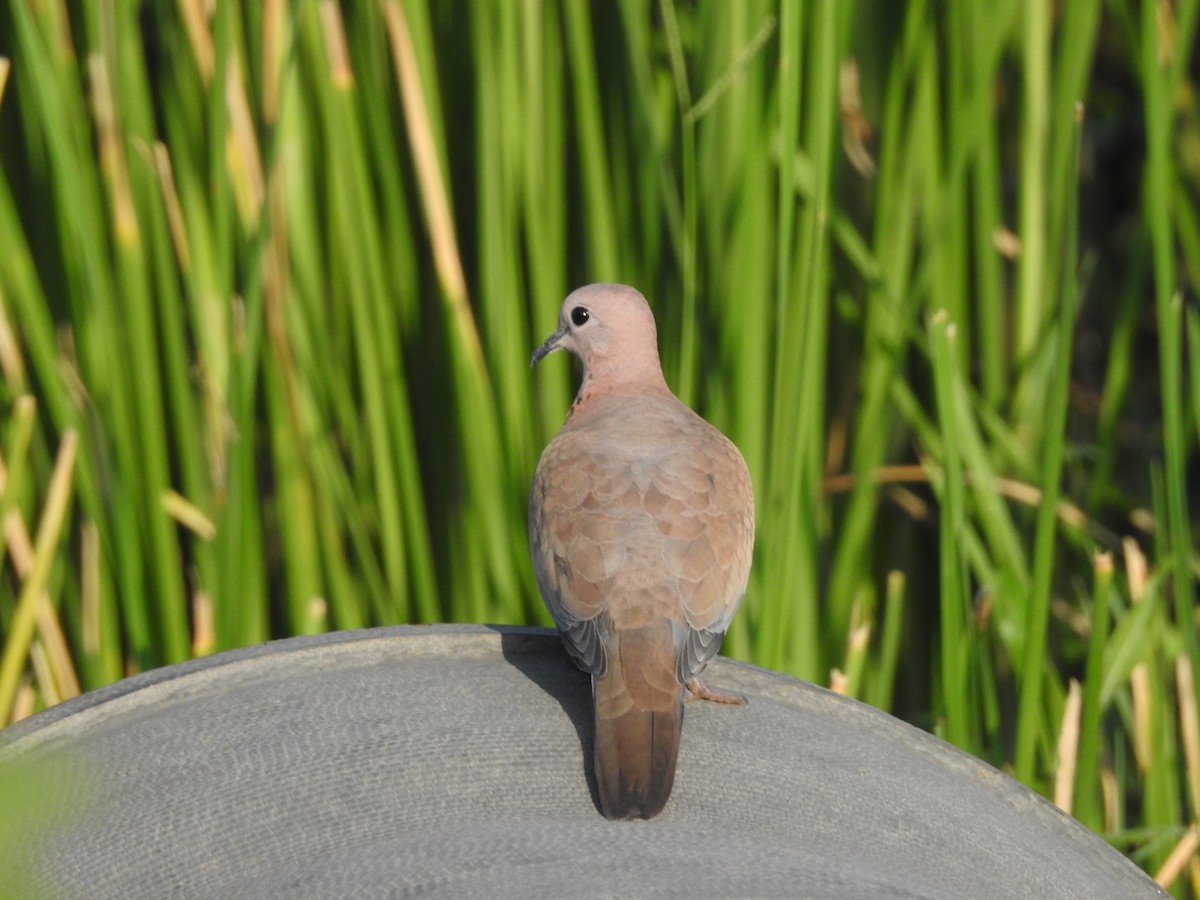 Laughing Dove - ML258907941