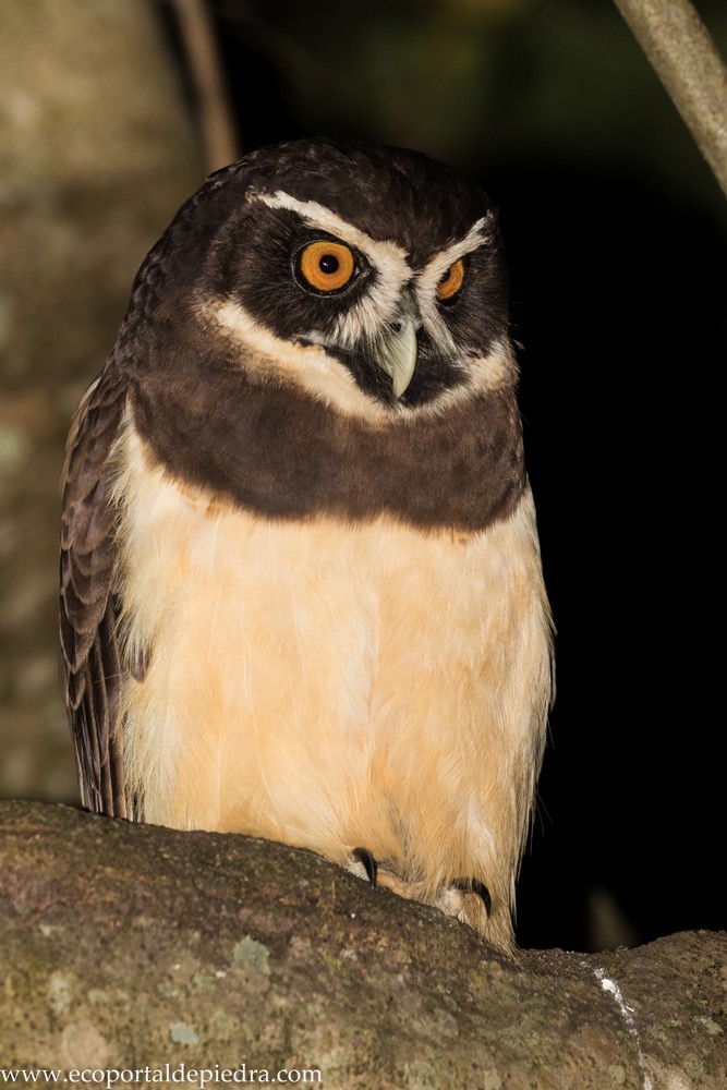 Spectacled Owl - Carlos Cuñado Strelkov
