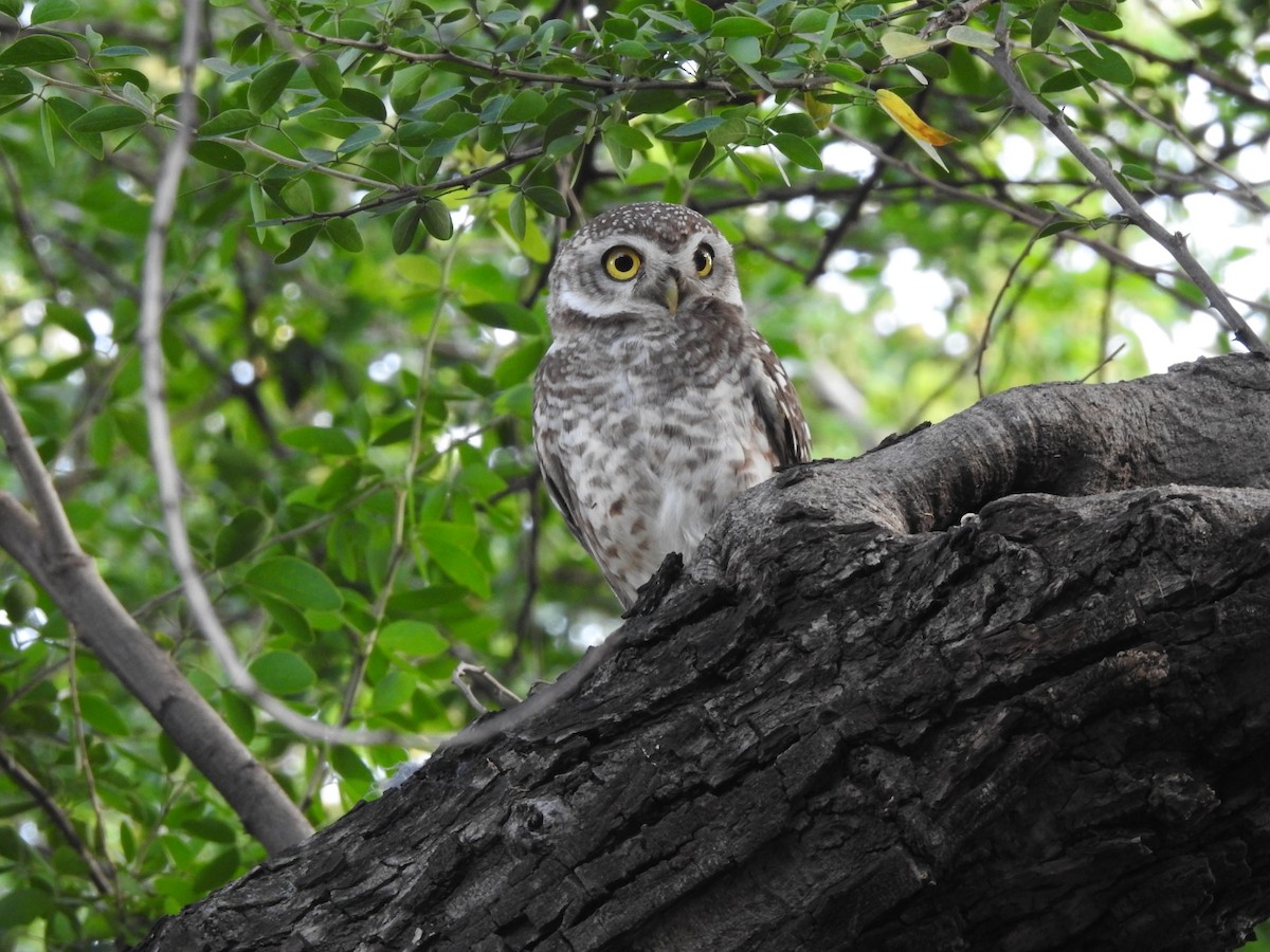 Spotted Owlet - ML258908931