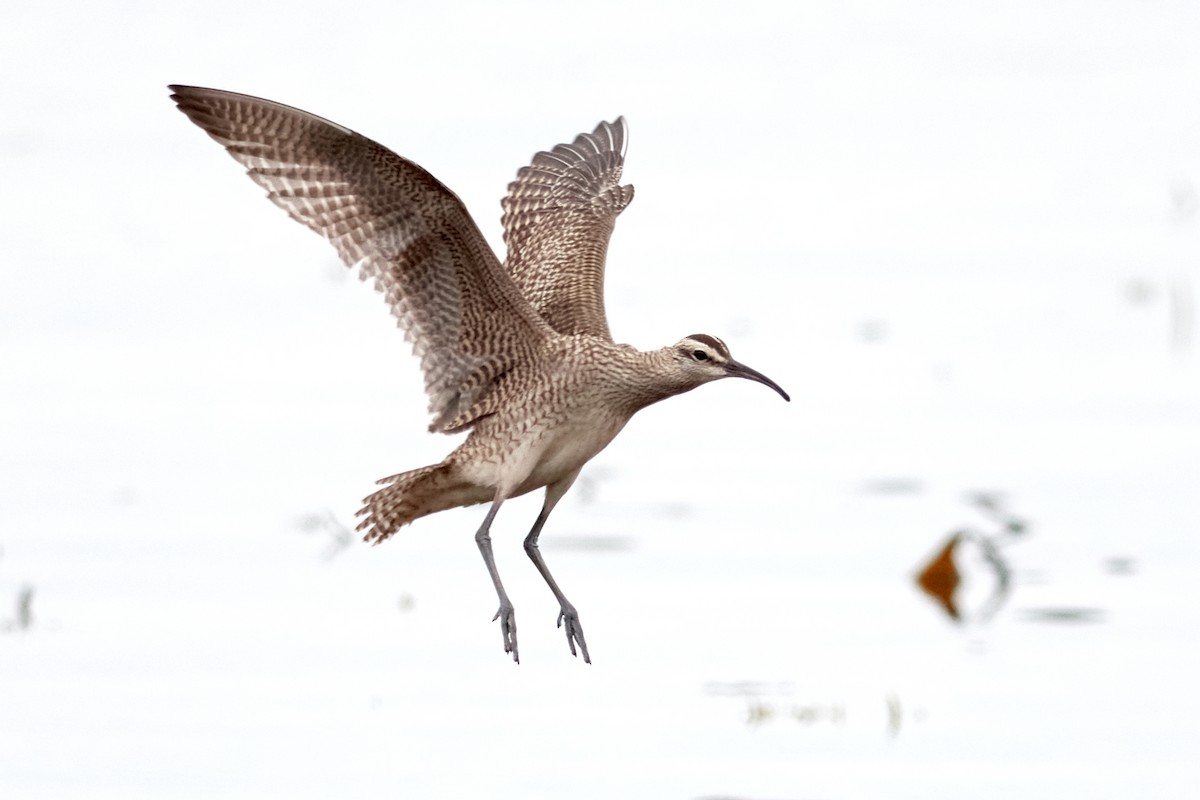 Whimbrel - Patrice St-Pierre