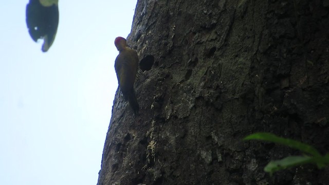 Yellow-throated Woodpecker - ML258918811