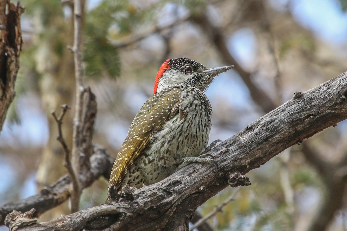 Golden-tailed Woodpecker - Allison Miller