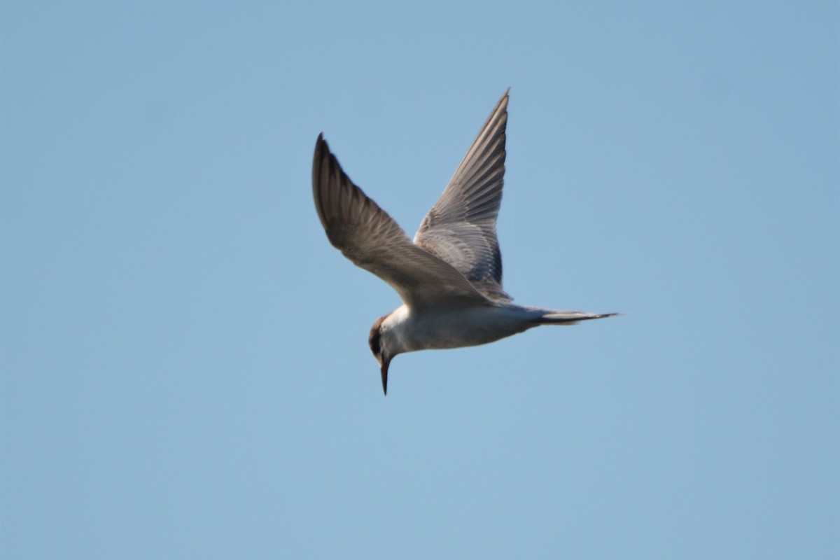 Common Tern - Steve Mierzykowski